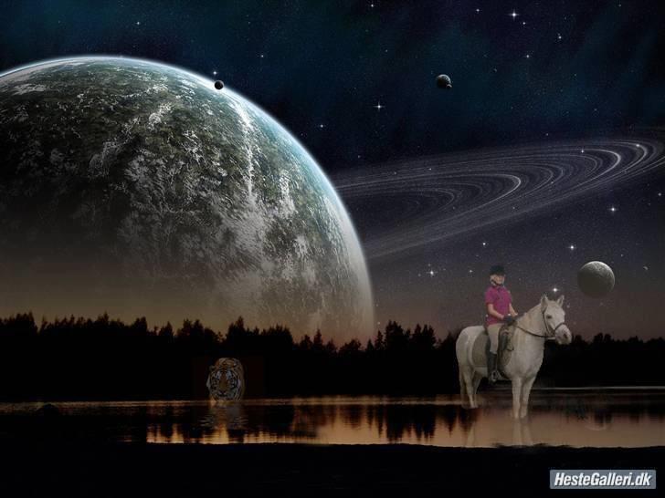 Welsh Pony (sec B) Lisette  billede 15