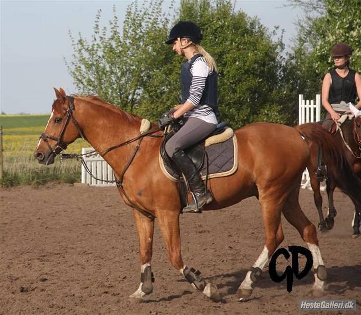 Hollandsk Sportspony Harpo Van De Haverkamp billede 8