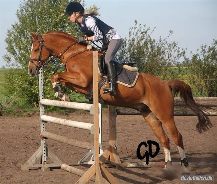 Hollandsk Sportspony Harpo Van De Haverkamp billede 9