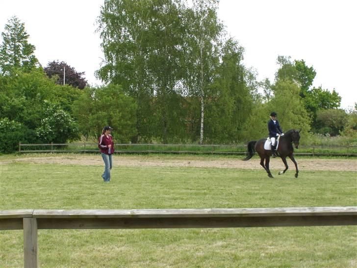 Anden særlig race Silke /Bianca gammel part - dressurstævne - opvarmning billede 16