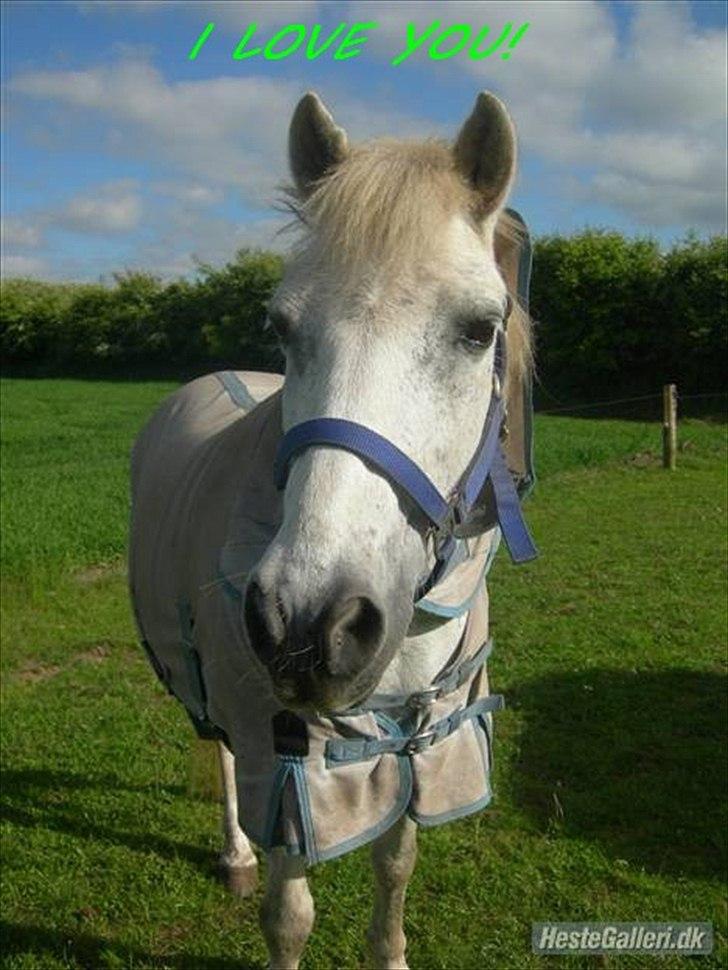 Anden særlig race Bella <3 - Billede nr.: 8* Bella <3 billede 8