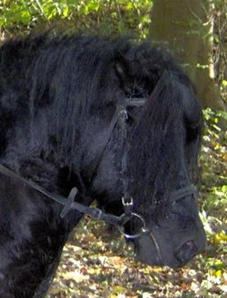 Shetlænder flaubert - lille billede af hans hovde billede 6