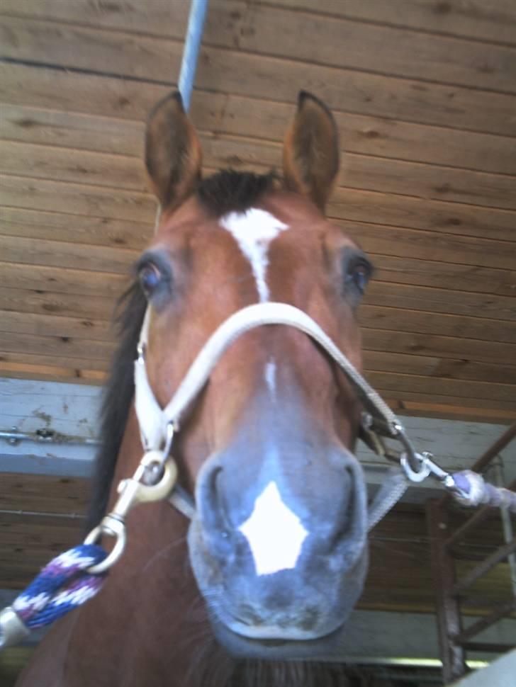 Dansk Varmblod Candor Højvang billede 13