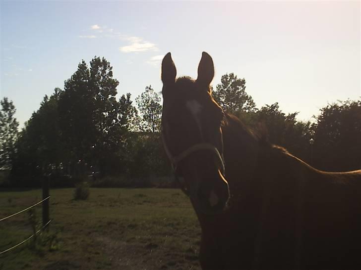 Dansk Varmblod Candor Højvang billede 14