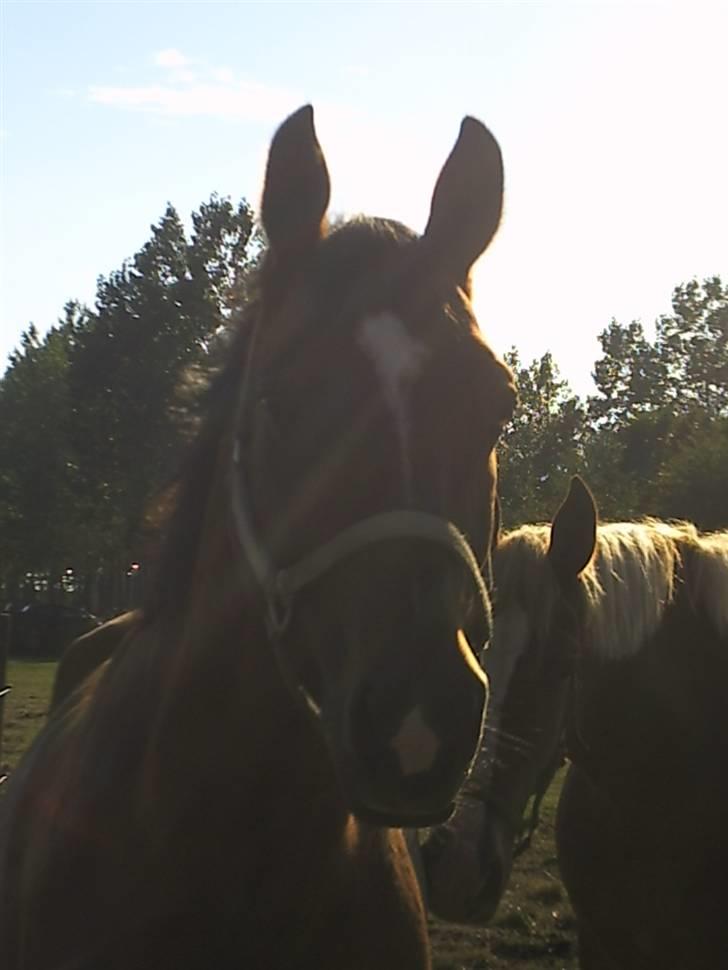 Dansk Varmblod Candor Højvang billede 15