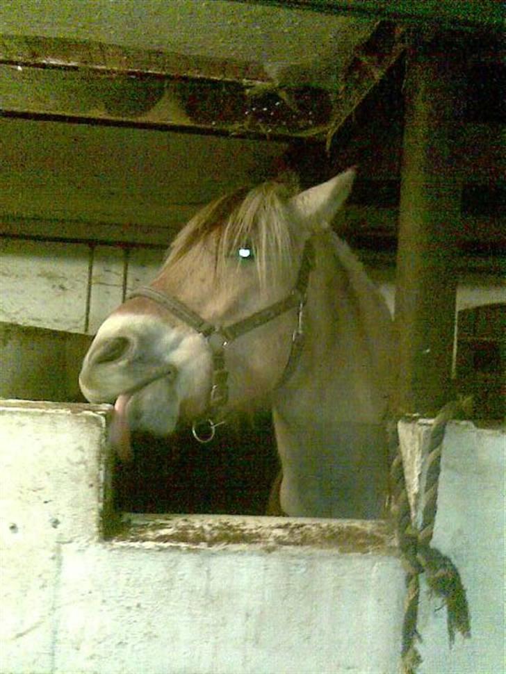 Fjordhest Theodor.. (Solgt) - tihi..<3 ;D  Foto: Mie billede 20