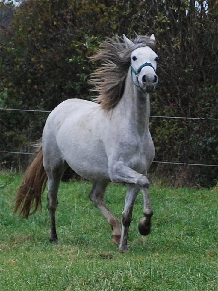 Cruzado Blancanieves (solgt) billede 15