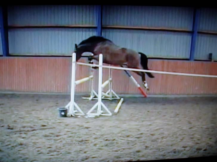 Dansk Varmblod Højvangs Kalibra - Løsspring Oktober 08 sted: Rytters Ridesport Foto: Mig billede 5