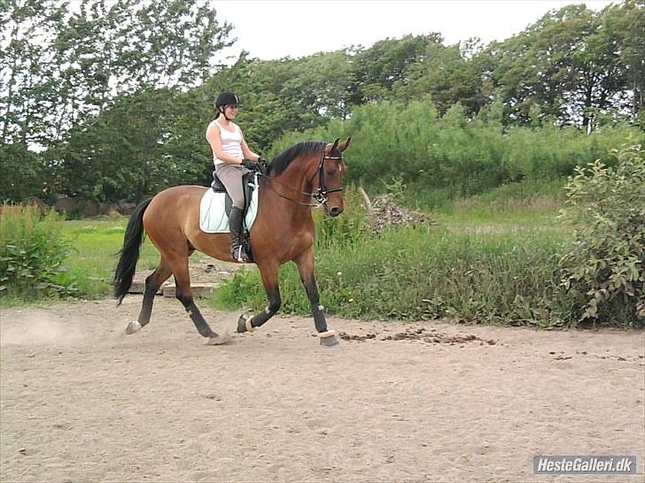 Dansk Varmblod Højvangs Kalibra - Foto: Jeanette. Juni 2010 billede 6