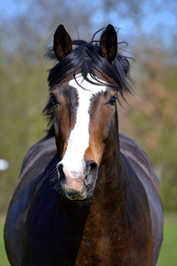 Dansk Varmblod Gerskovs Happy Hour **RIP** billede 1