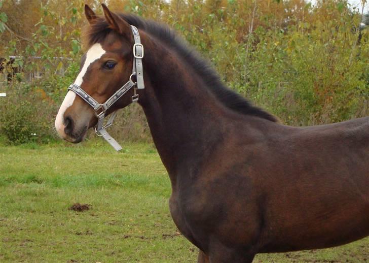 Dansk Varmblod Gerskovs Happy Hour **RIP** - Føl nov.2008 billede 2