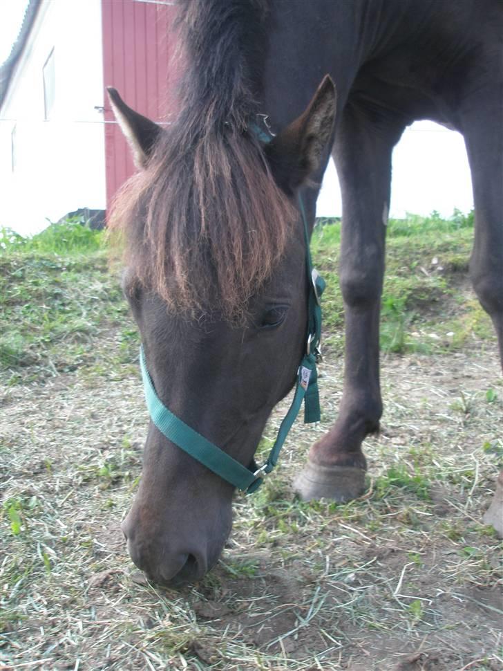 Anden særlig race Ari billede 3