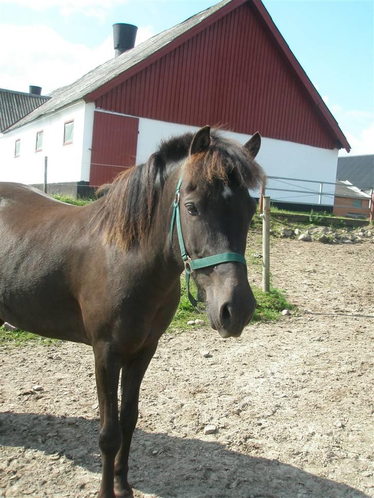 Anden særlig race Ari billede 4