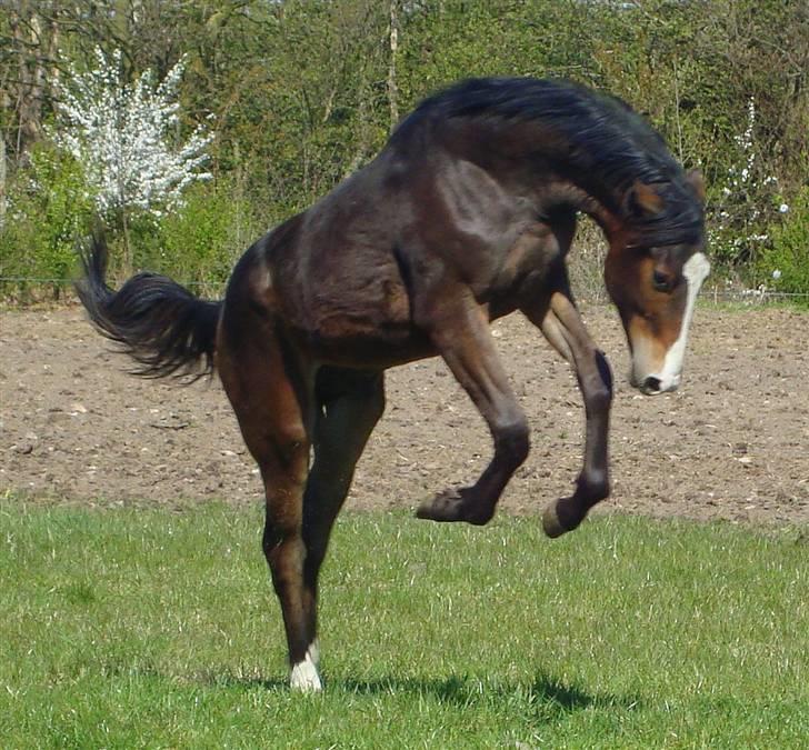 Dansk Varmblod Gerskovs Happy Hour **RIP** - Forår 2011.Træner afsidning af rytter.(og update sep.2011 det virker!!) billede 7