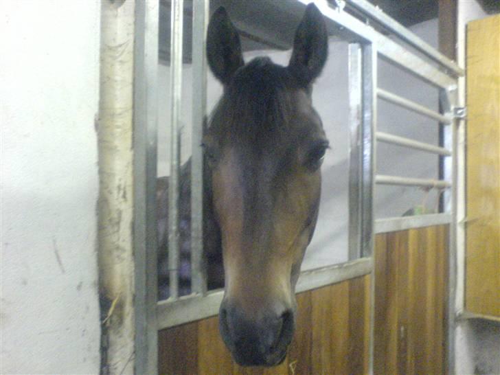 Dansk Varmblod Faxi billede 10