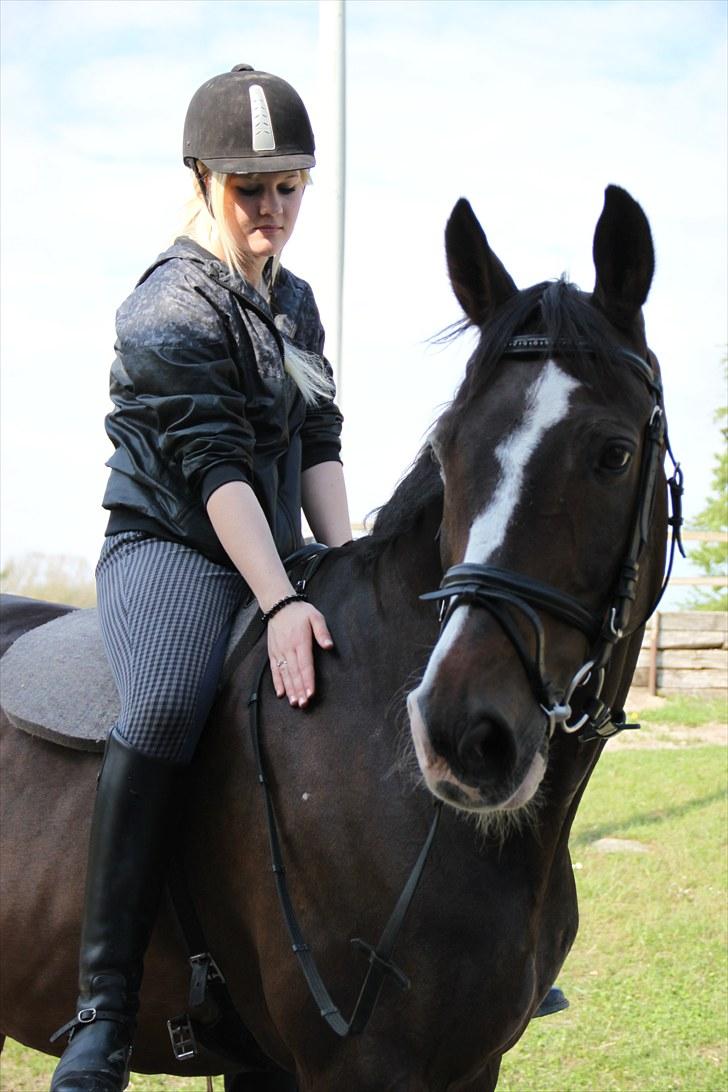 Hannoveraner Pik Pikeur  - Velkommen til pikeur´s probil, læg gerne en kommentar eller bedømmelse. fotograf; Cecilie billede 1