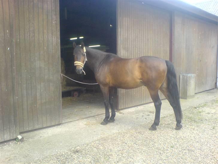 Dansk Varmblod Faxi billede 11