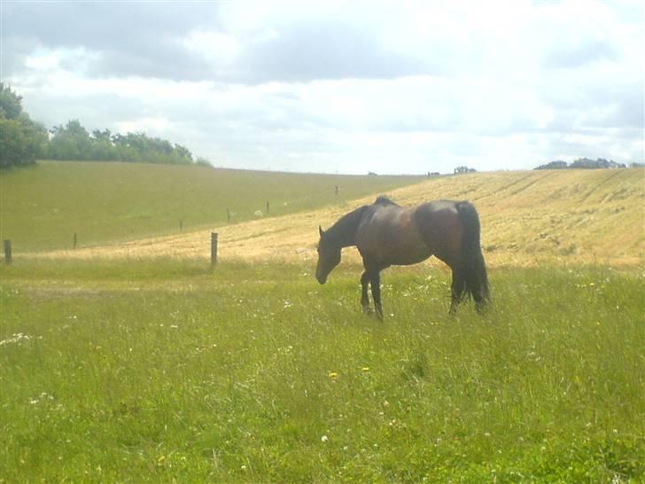 Dansk Varmblod Faxi billede 12