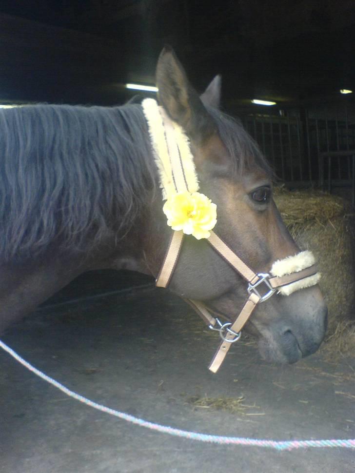 Dansk Varmblod Faxi billede 13