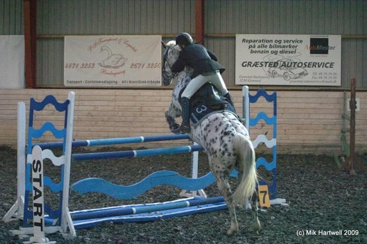 Knabstrupper Abigail af Snevren   - Gribskov LB (110cm) - 1plads ! billede 4