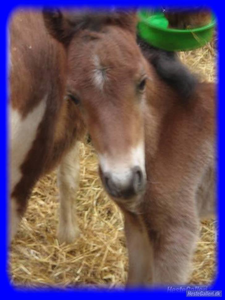 Anden særlig race Vordegaards Matti - Velkommen til Matti´s profil.     Matti da han var 1 dag billede 1