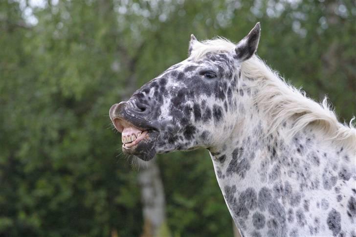 Knabstrupper Abigail af Snevren   - sød pruhest! :D<33 billede 7