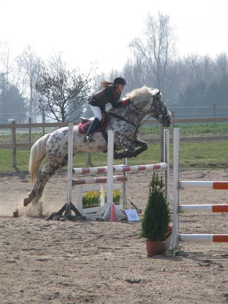 Knabstrupper Abigail af Snevren   - 110cm på DYR <3 billede 8