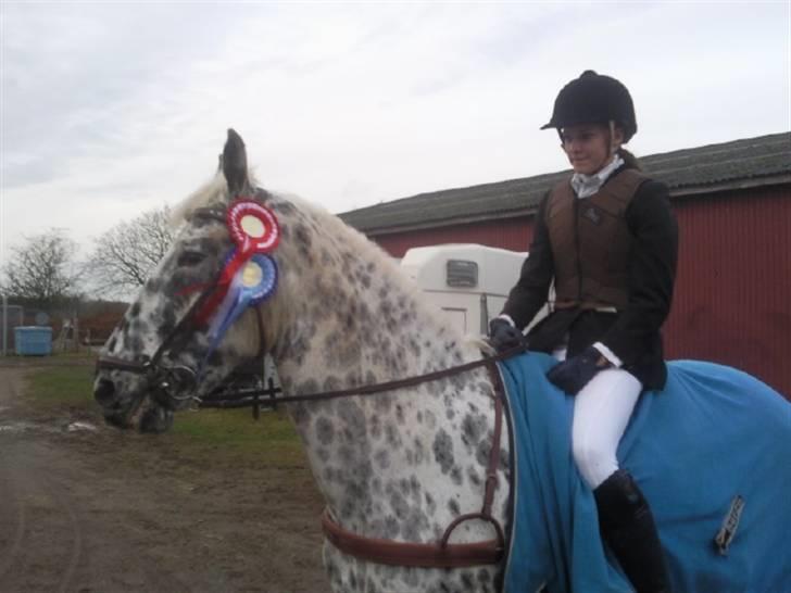 Knabstrupper Abigail af Snevren   - LC-LB 1 og 2plads på NØR <3 billede 9