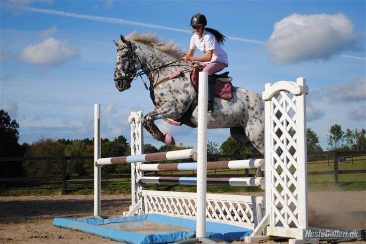Knabstrupper Abigail af Snevren   - træning (; billede 10
