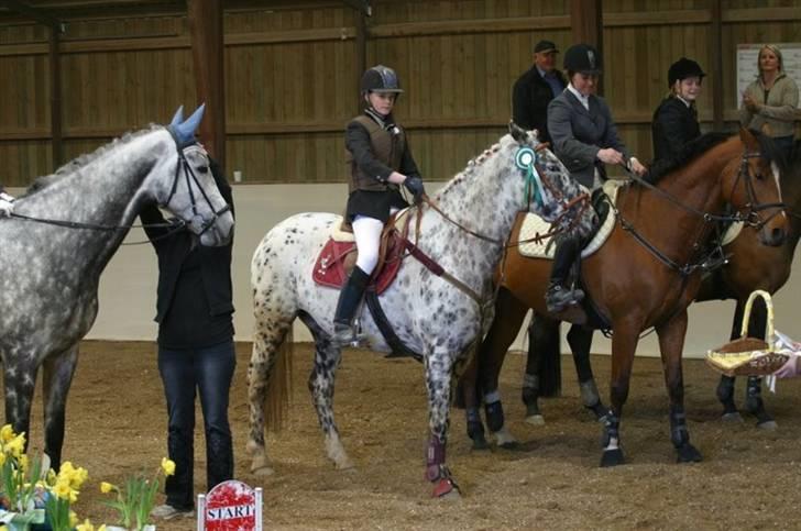 Knabstrupper Abigail af Snevren   - Præmie dyret <3 (; billede 11