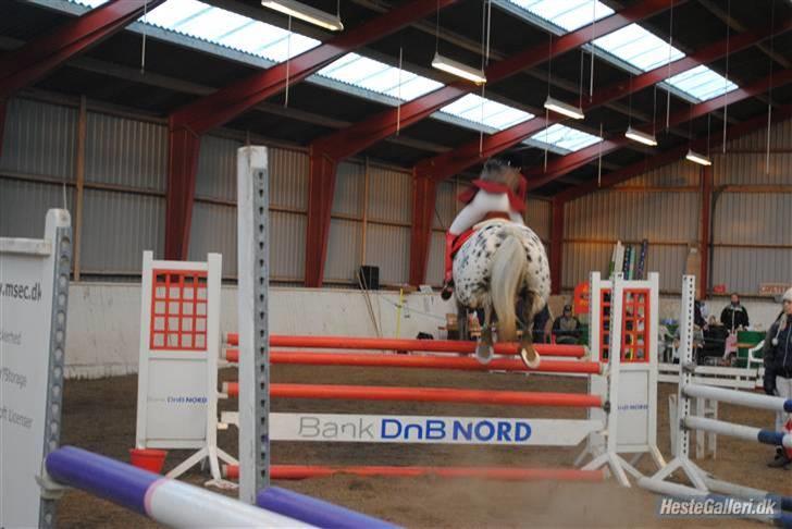 Knabstrupper Abigail af Snevren   - 110cm på hes 4plads (: <3 billede 12