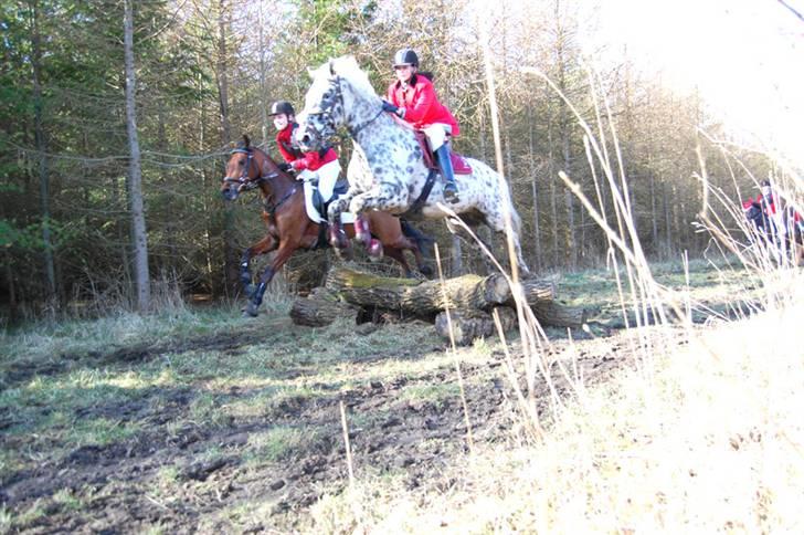 Knabstrupper Abigail af Snevren   - Til jagt i ølstykke<3 total hyggelig tur!! billede 13