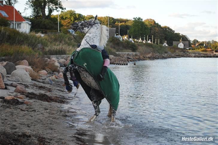 Knabstrupper Abigail af Snevren   - stejl  (: billede 14