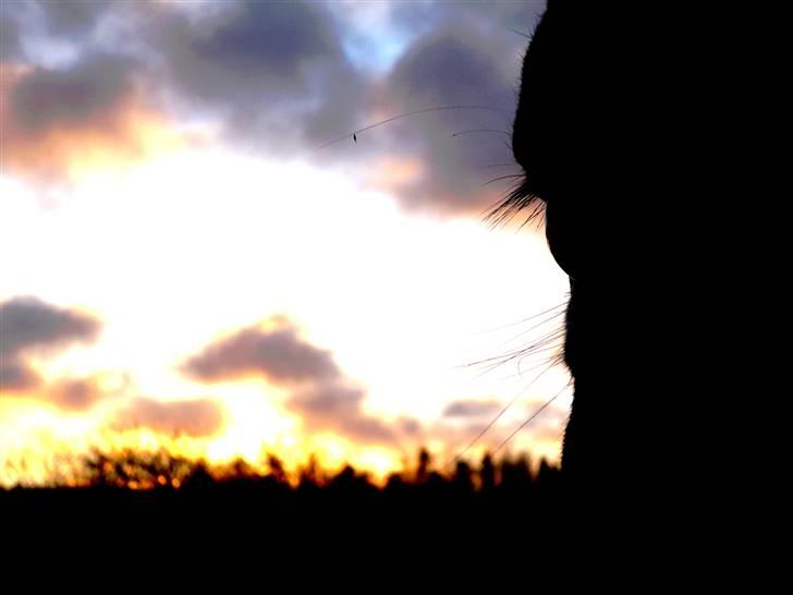 Knabstrupper Abigail af Snevren   - abbie´s øje (; foto; Omi . Redigeret; Omi :b billede 15