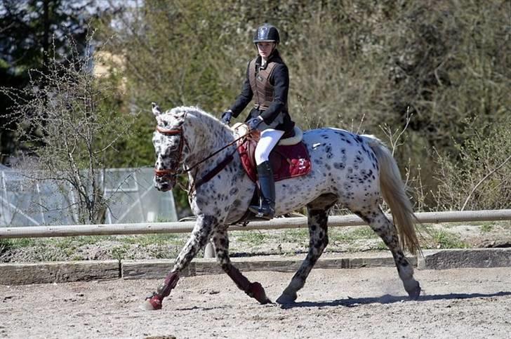 Knabstrupper Abigail af Snevren   - Opvarmning på KAR<33 billede 16