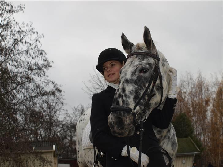 Knabstrupper Abigail af Snevren   - Efter et super ridt i Lc2 med 69,5 % !<3 billede 17