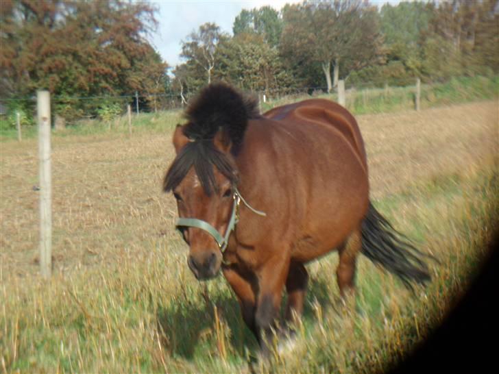 Welsh Mountain (sec A) Tarzan (himmelhest) - Ældre foto billede 16