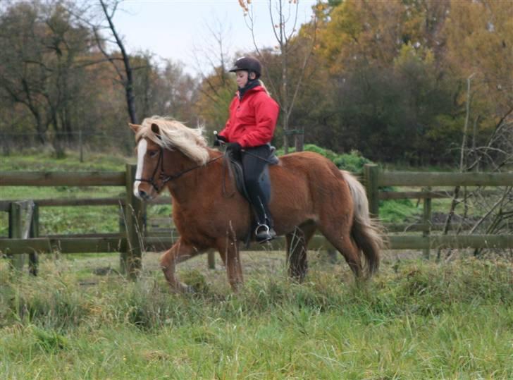 Islænder Gisli fra Thorsvighus-RIP - Caro og Gisli billede 10