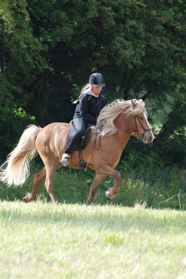 Islænder Gisli fra Thorsvighus-RIP - Forsøg på lidt trav :D Foto : Min far :P billede 11