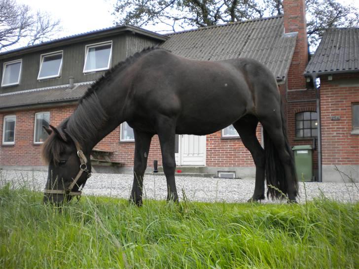 Islænder Rán köldukinn billede 16