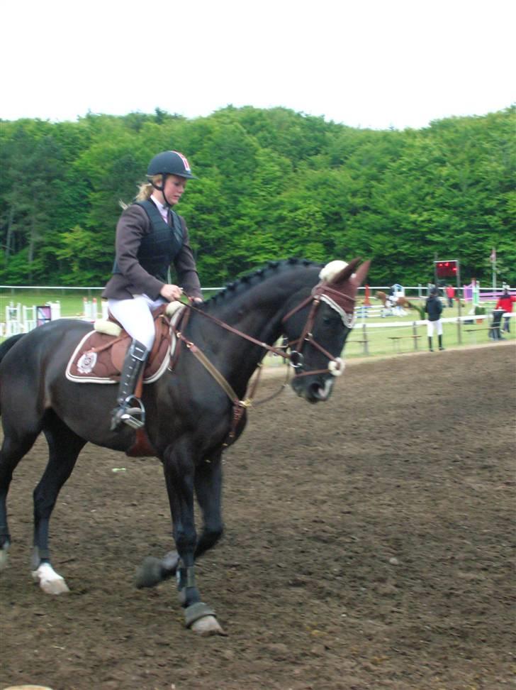 Hollandsk Varmblod Zorro # R.i.p # <3 - opvarmning på morsø 2009 :) billede 7