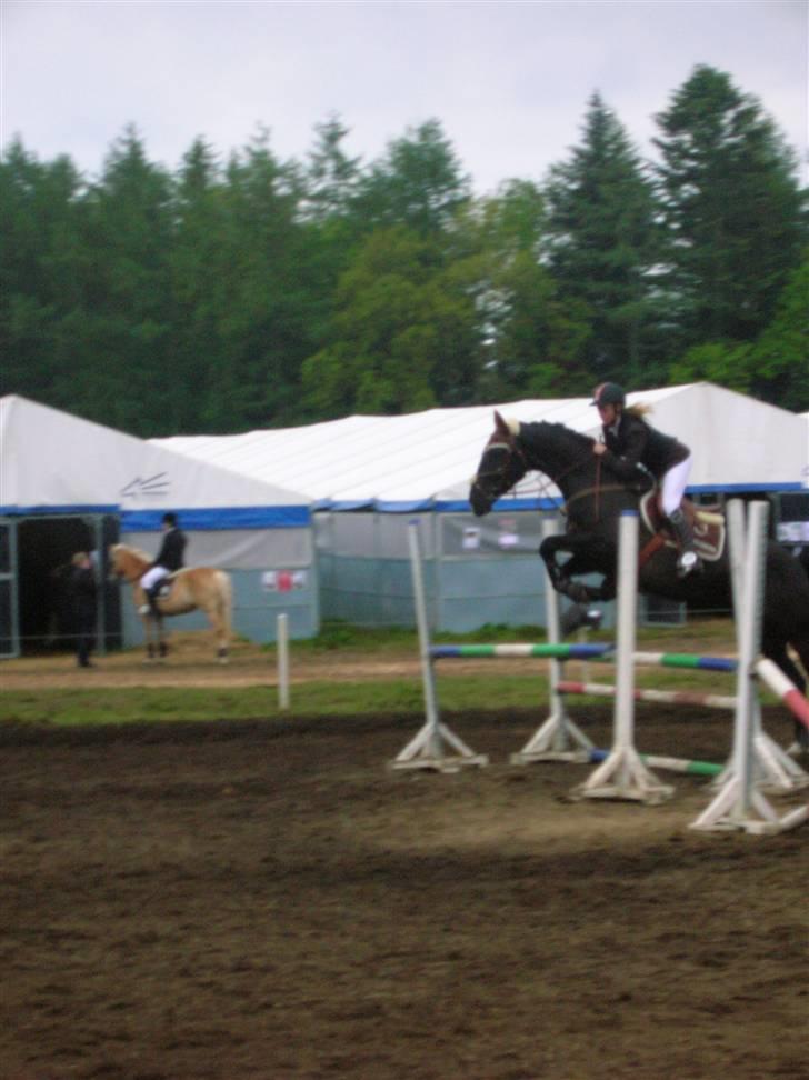 Hollandsk Varmblod Zorro # R.i.p # <3 - opvarmning spring morsø 2009 billede 8