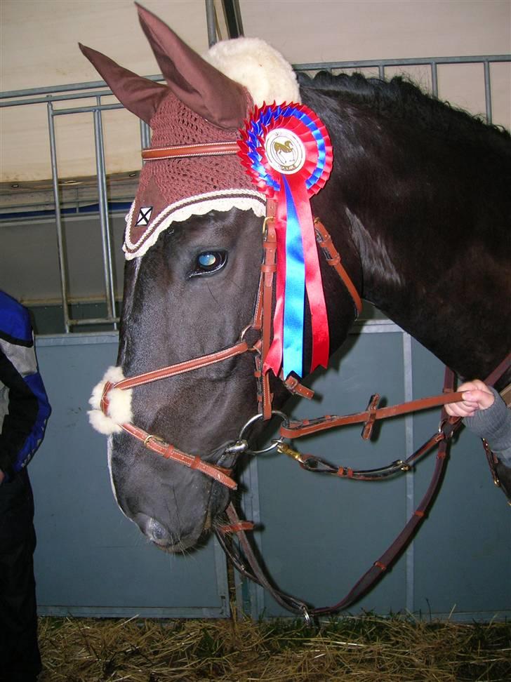 Hollandsk Varmblod Zorro # R.i.p # <3 - ja :) dygtig os, en præmie:) billede 11