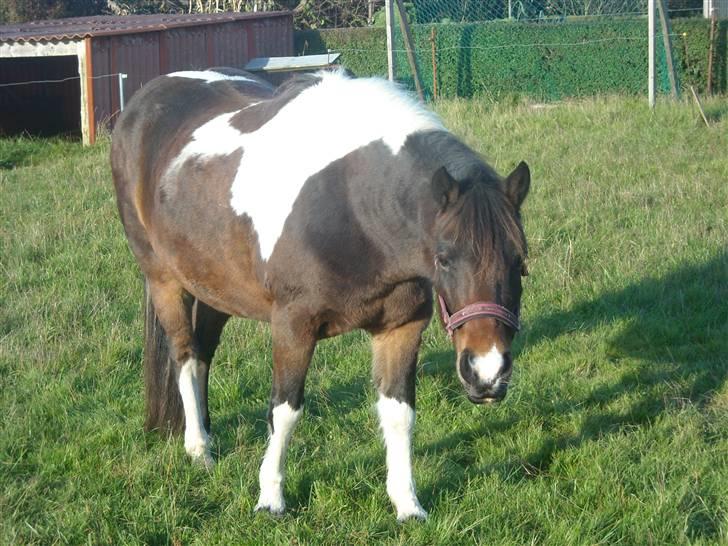 Pinto Ella |på sommergræs| - Tykke pony i; 8D  billede 2