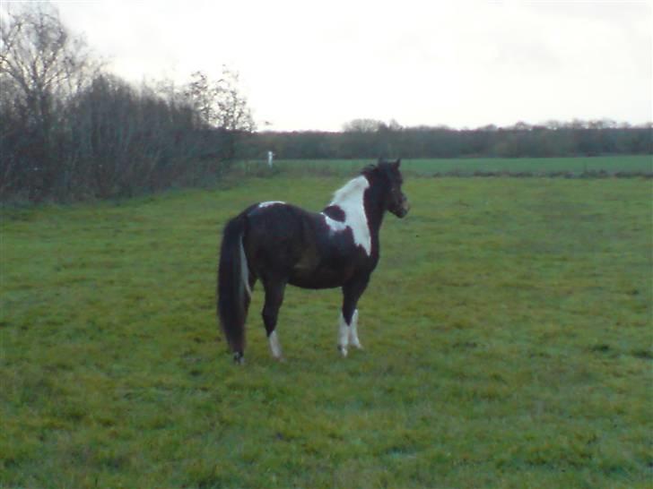 Pinto Ella |på sommergræs| - Ella. 8D billede 5