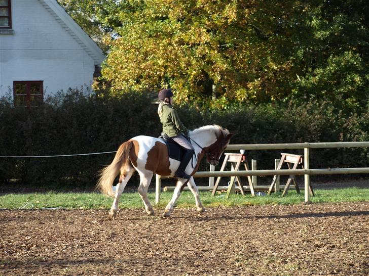 Anden særlig race Pil - trav  billede 3
