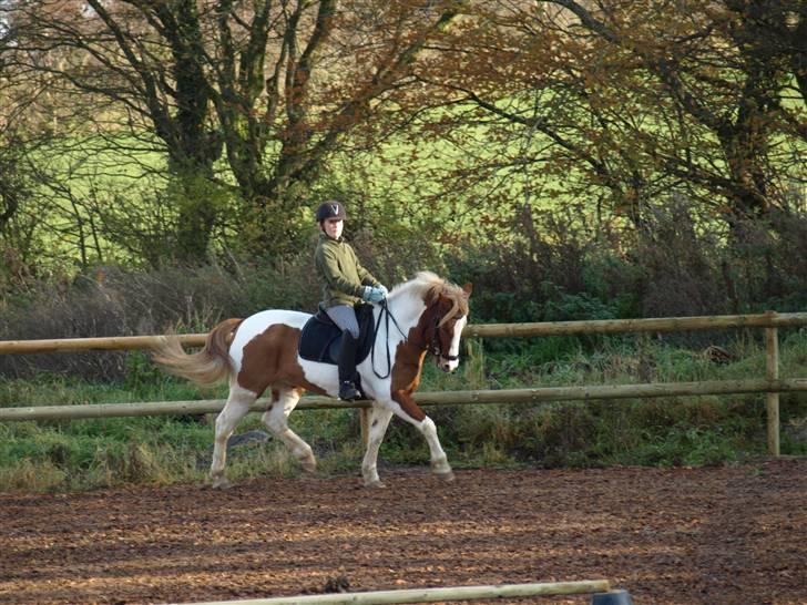 Anden særlig race Pil - WOW se lige de ben  billede 4