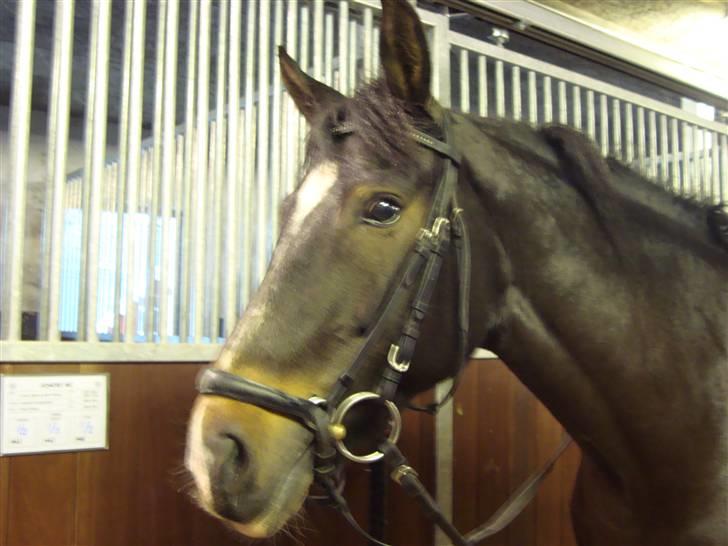 New Forest Daimy ( Cassiopeia ) - Velkommen til Daimy´s profil. billede 1