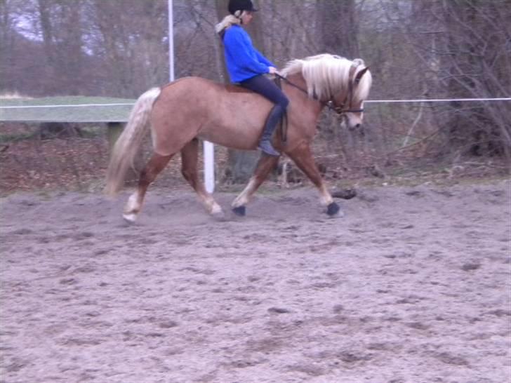 Haflinger Dreams Archi - <3  billede 11