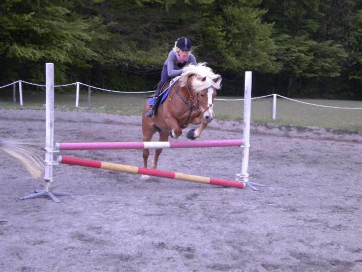 Haflinger Dreams Archi - Fordi han er som han er :) <3  billede 12
